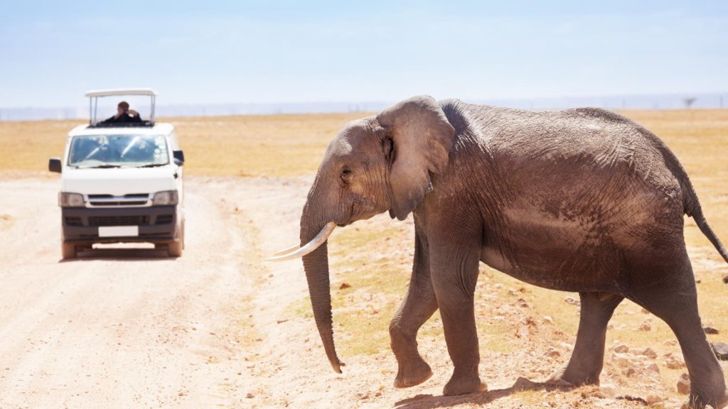 Comment bien préparer son premier safari en Afrique ?